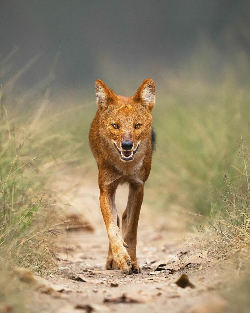 Incredible Indian Wildlife Photography By Yashas Narayan