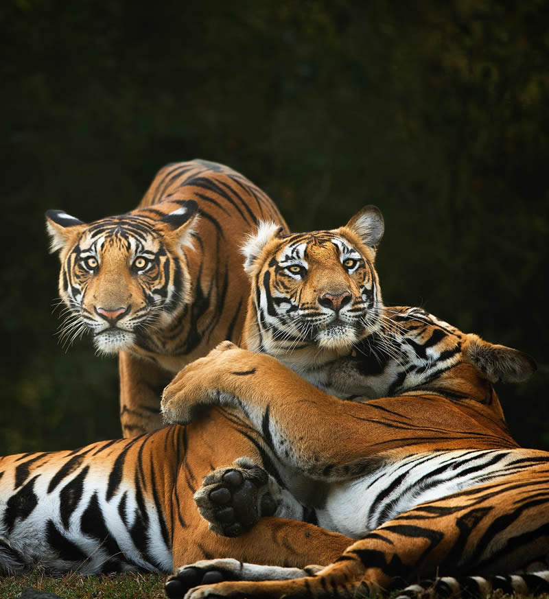 Incredible Indian Wildlife Photography By Yashas Narayan