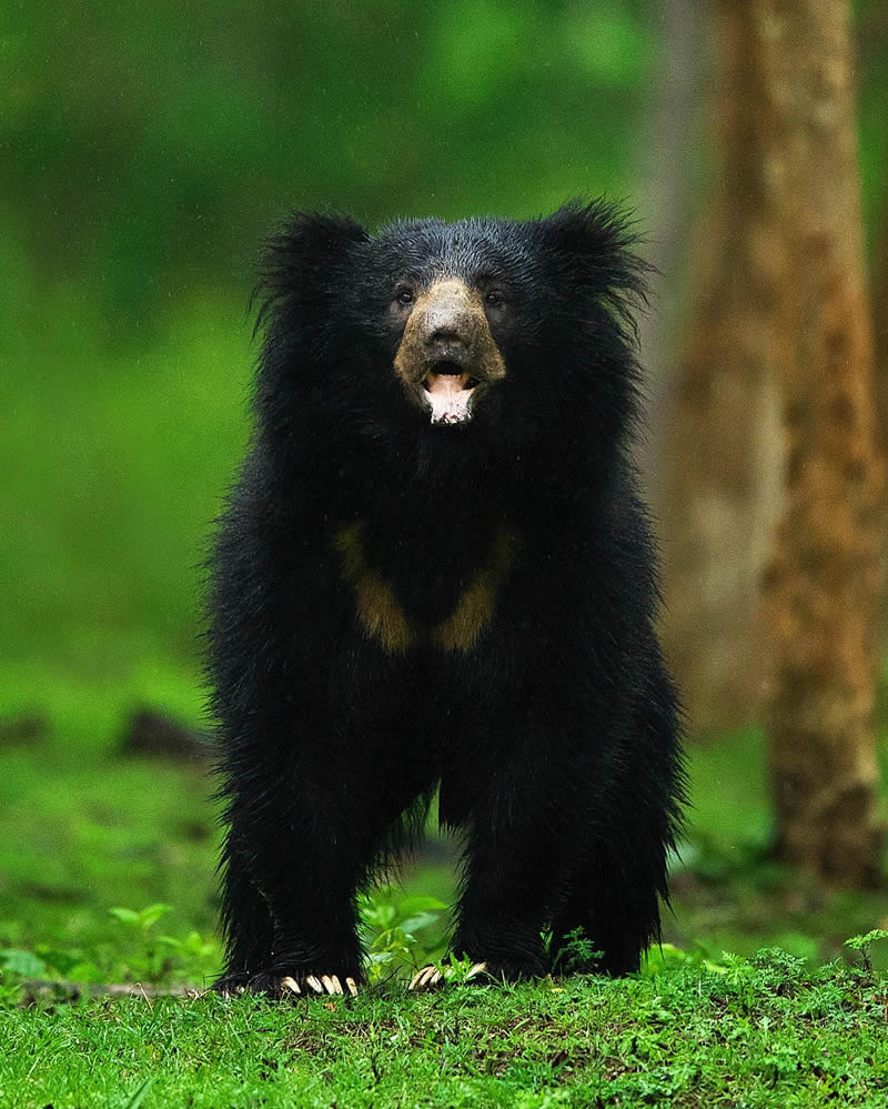 Incredible Indian Wildlife Photography By Yashas Narayan