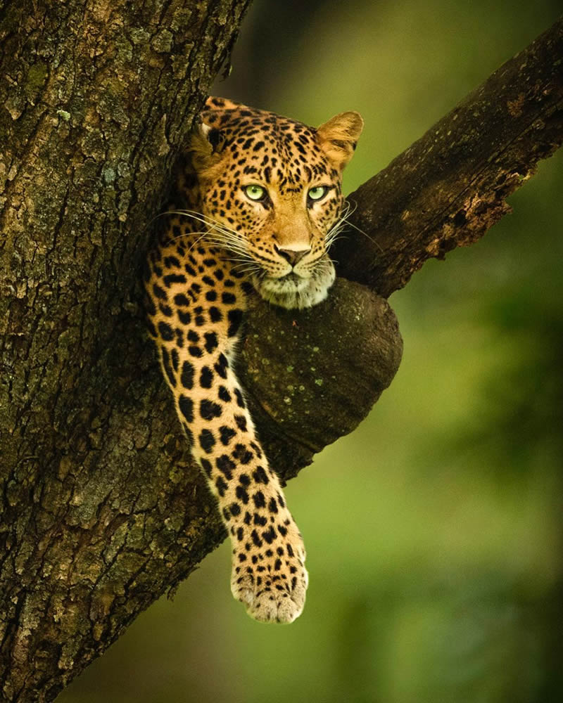 Incredible Indian Wildlife Photography By Yashas Narayan