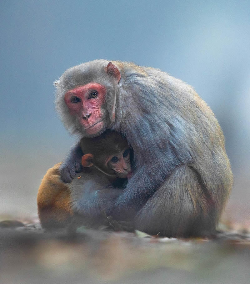 Incredible Indian Wildlife Photography By Yashas Narayan