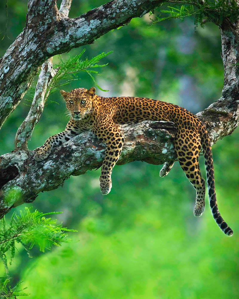 Incredible Indian Wildlife Photography By Yashas Narayan