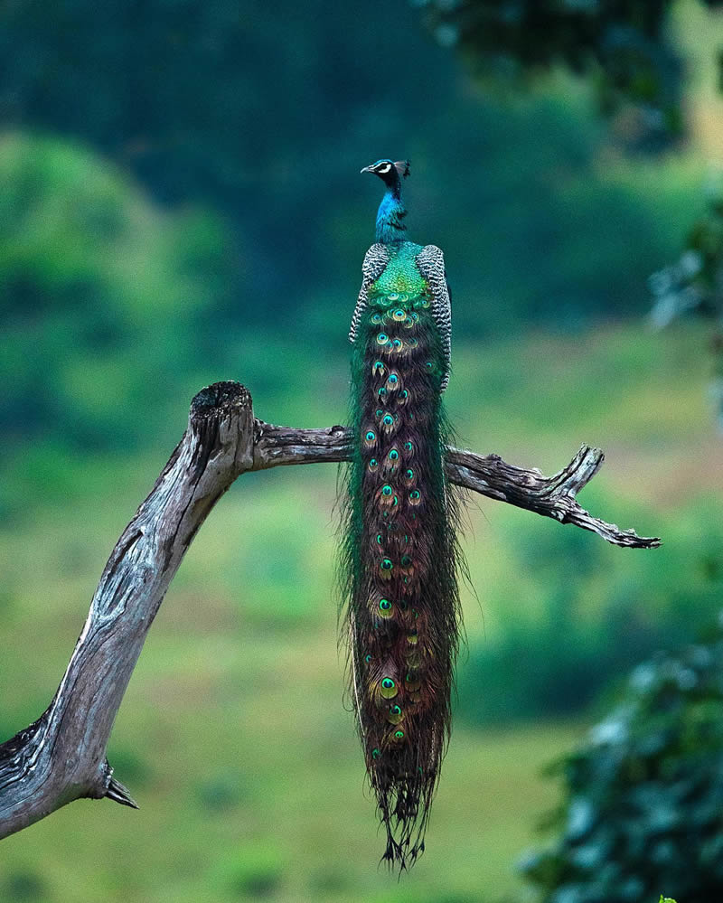 Incredible Indian Wildlife Photography By Yashas Narayan