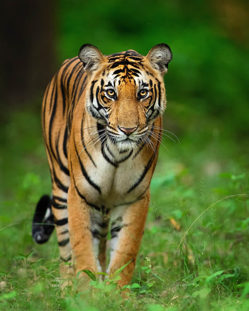 Incredible Indian Wildlife Photography By Yashas Narayan