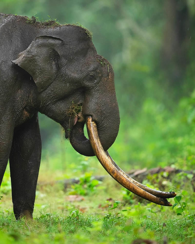 Incredible Indian Wildlife Photography By Yashas Narayan