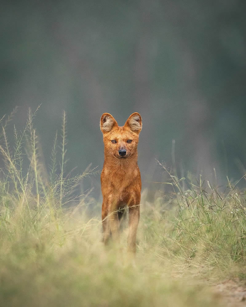 Incredible Indian Wildlife Photography By Yashas Narayan