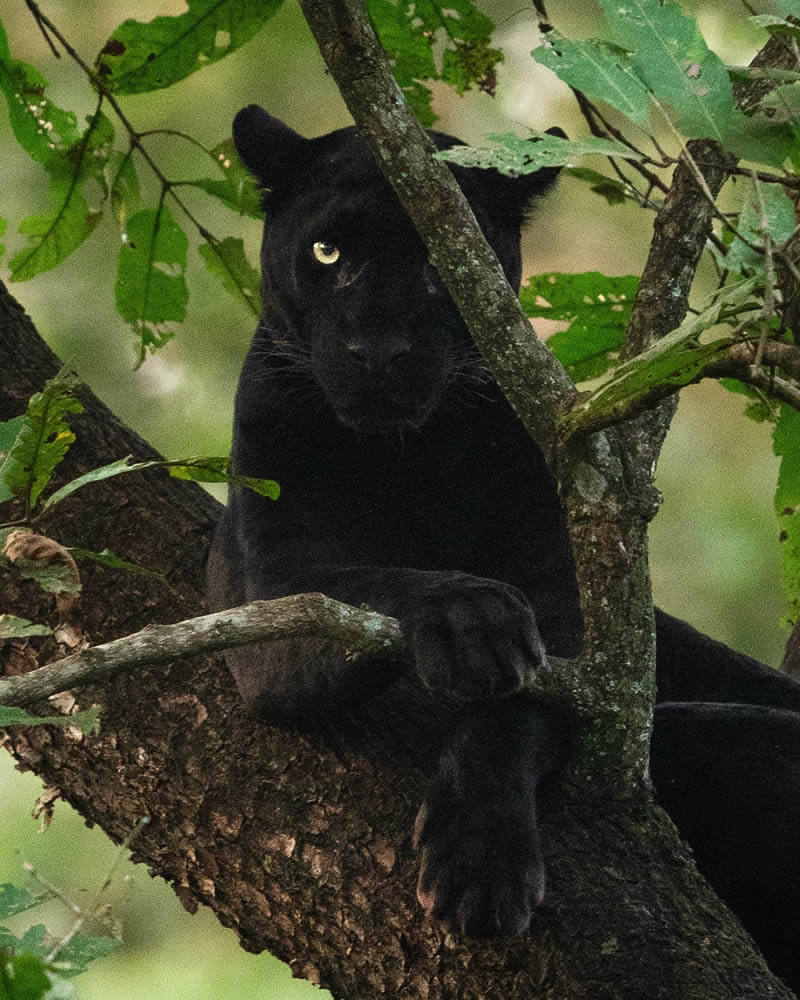 Incredible Indian Wildlife Photography By Yashas Narayan