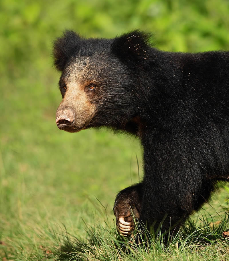 Incredible Indian Wildlife Photography By Yashas Narayan