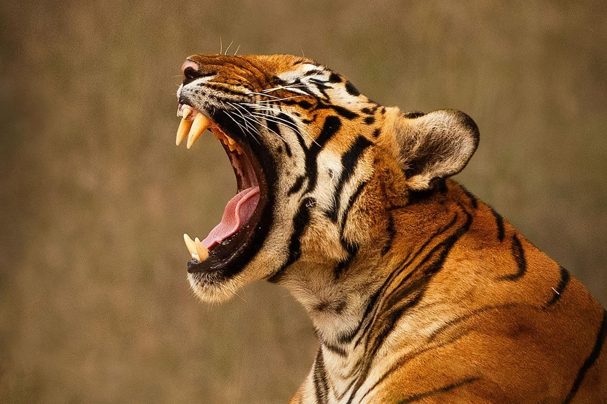 Incredible Indian Wildlife Photography By Yashas Narayan