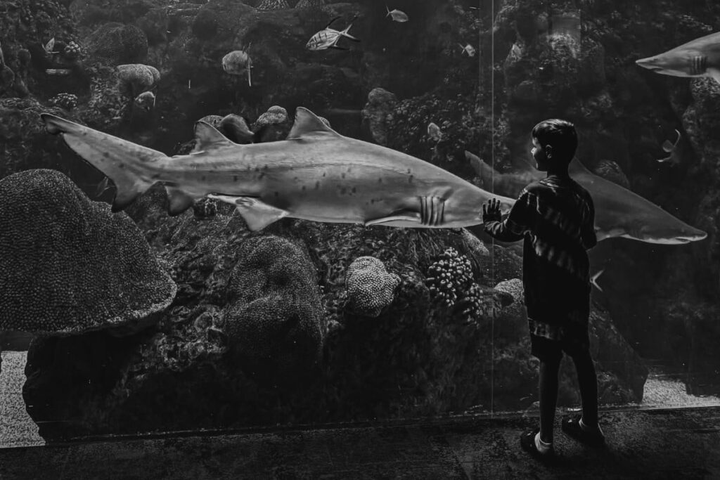iPhone Photography Awards 2024 Winners