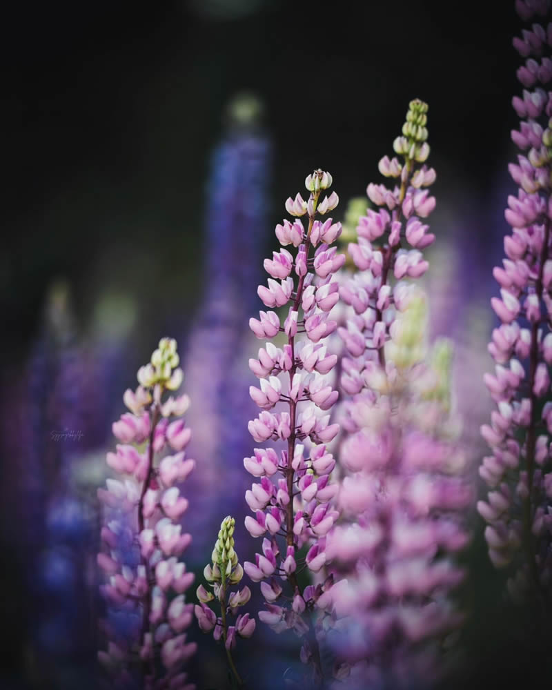 Enchanting Flower Photos to Inspire Nature Enthusiasts