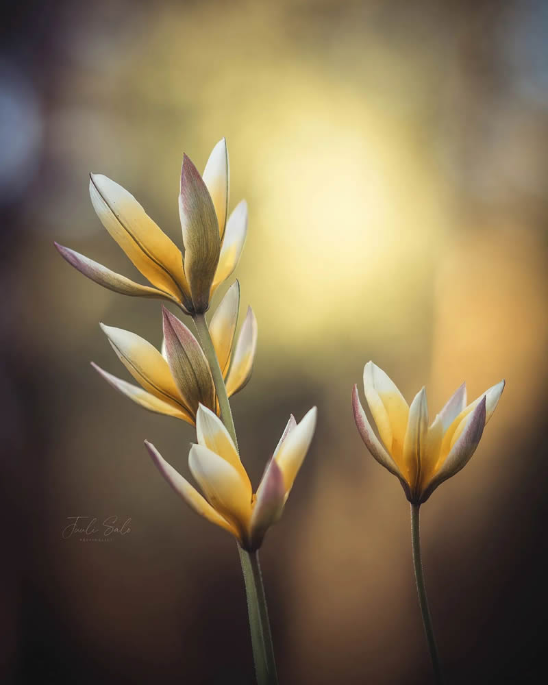 Beautiful Macro Photos Of Flowers By Juuli