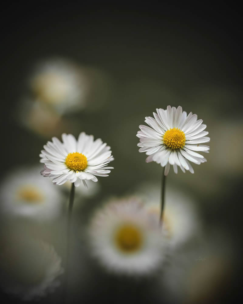 Beautiful Macro Photos Of Flowers By Juuli