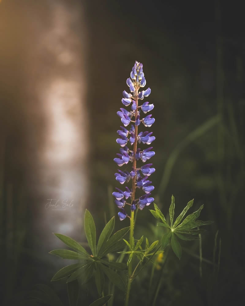 Beautiful Macro Photos Of Flowers By Juuli