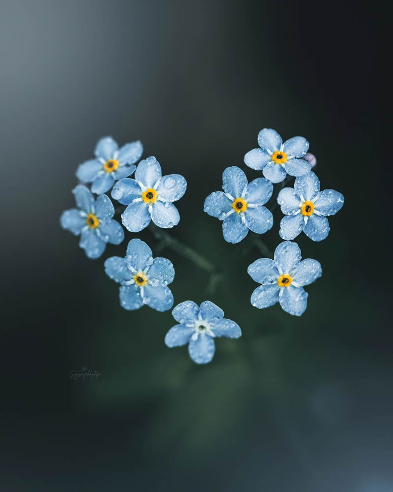 Beautiful Macro Photos Of Flowers By Juuli