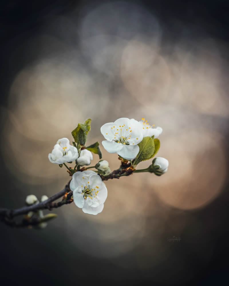 Beautiful Macro Photos Of Flowers By Juuli