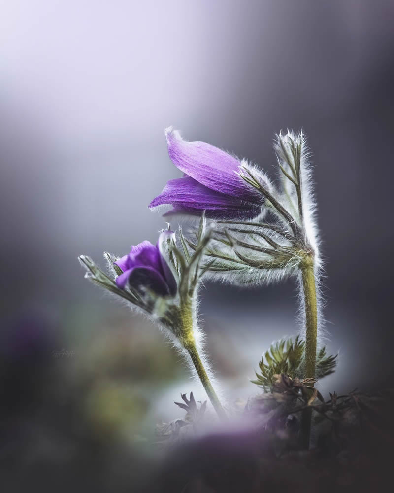 Beautiful Macro Photos Of Flowers By Juuli