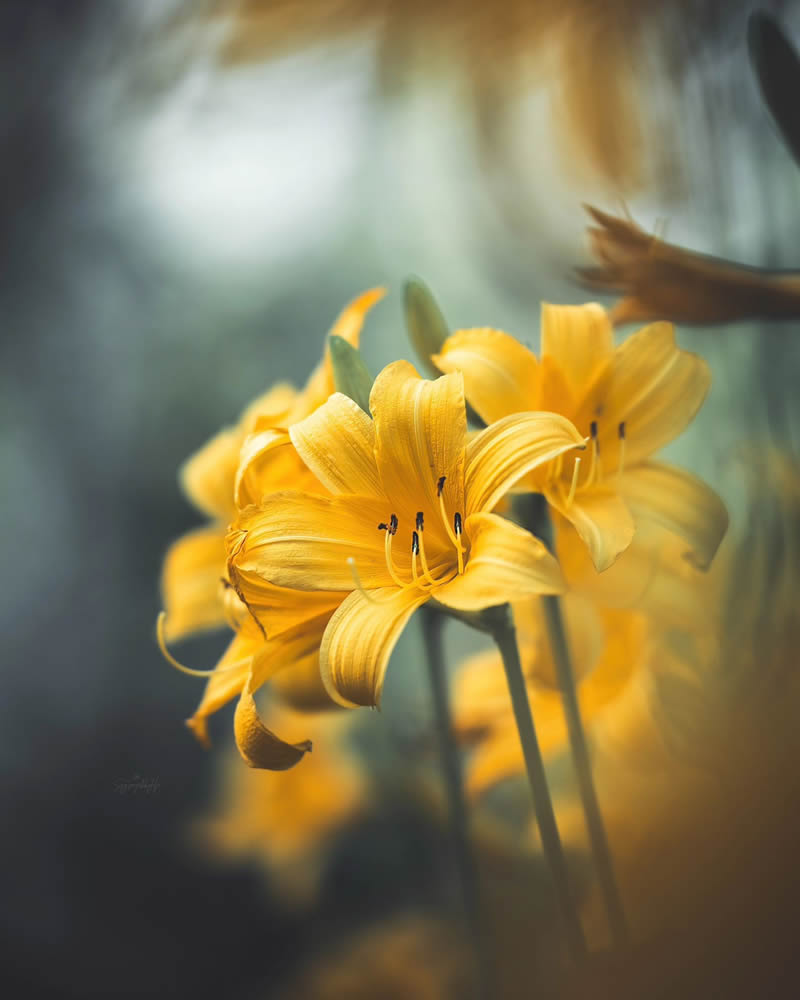 Beautiful Macro Photos Of Flowers By Juuli