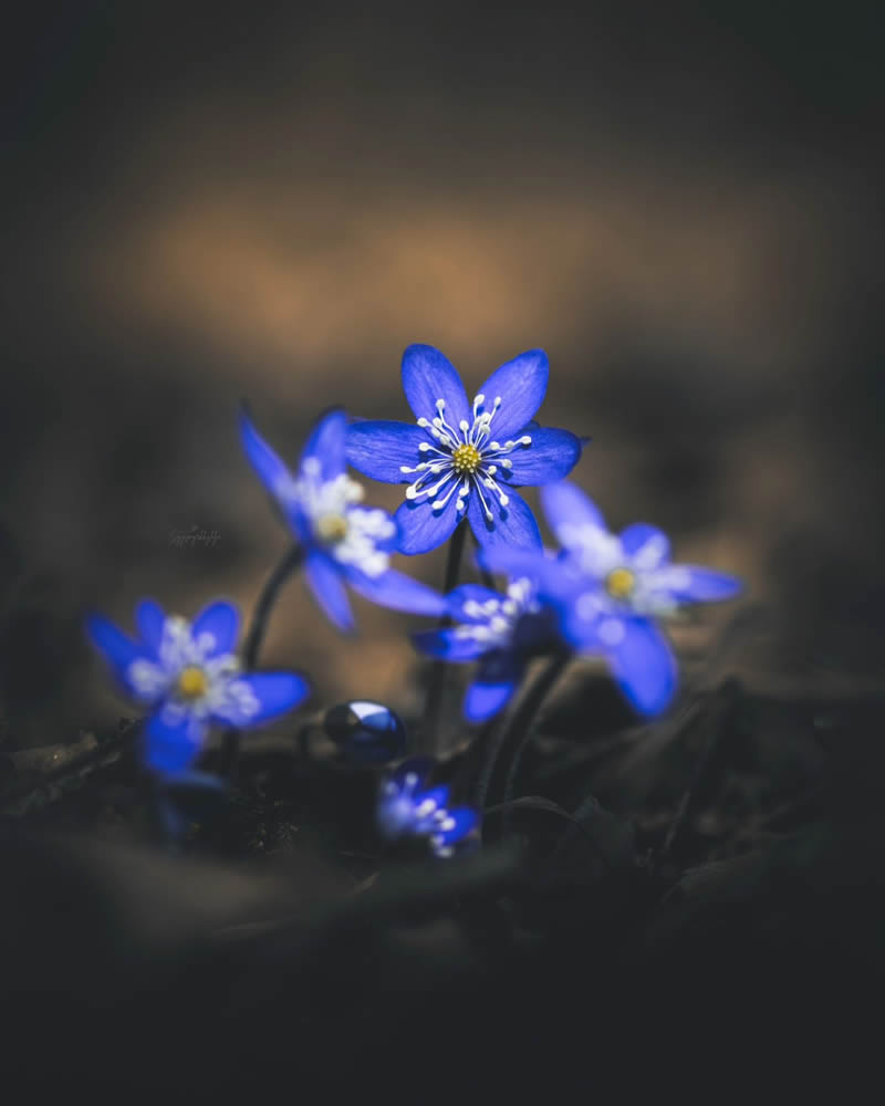 Beautiful Macro Photos Of Flowers By Juuli