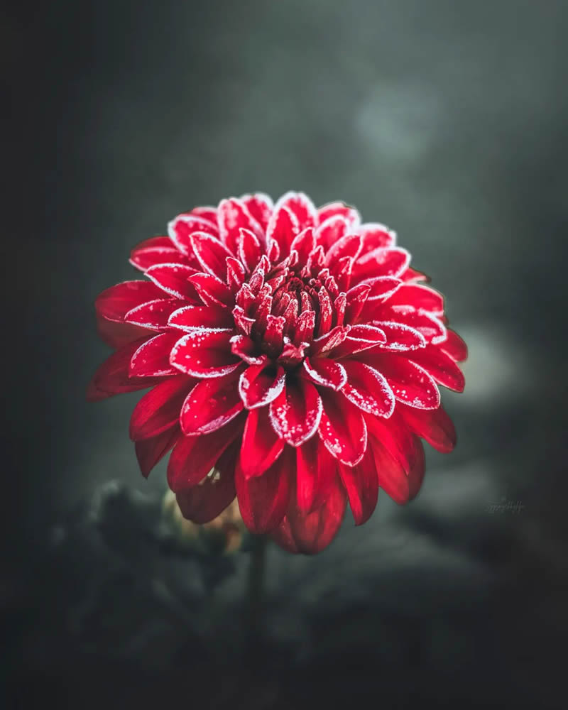 Beautiful Macro Photos Of Flowers By Juuli