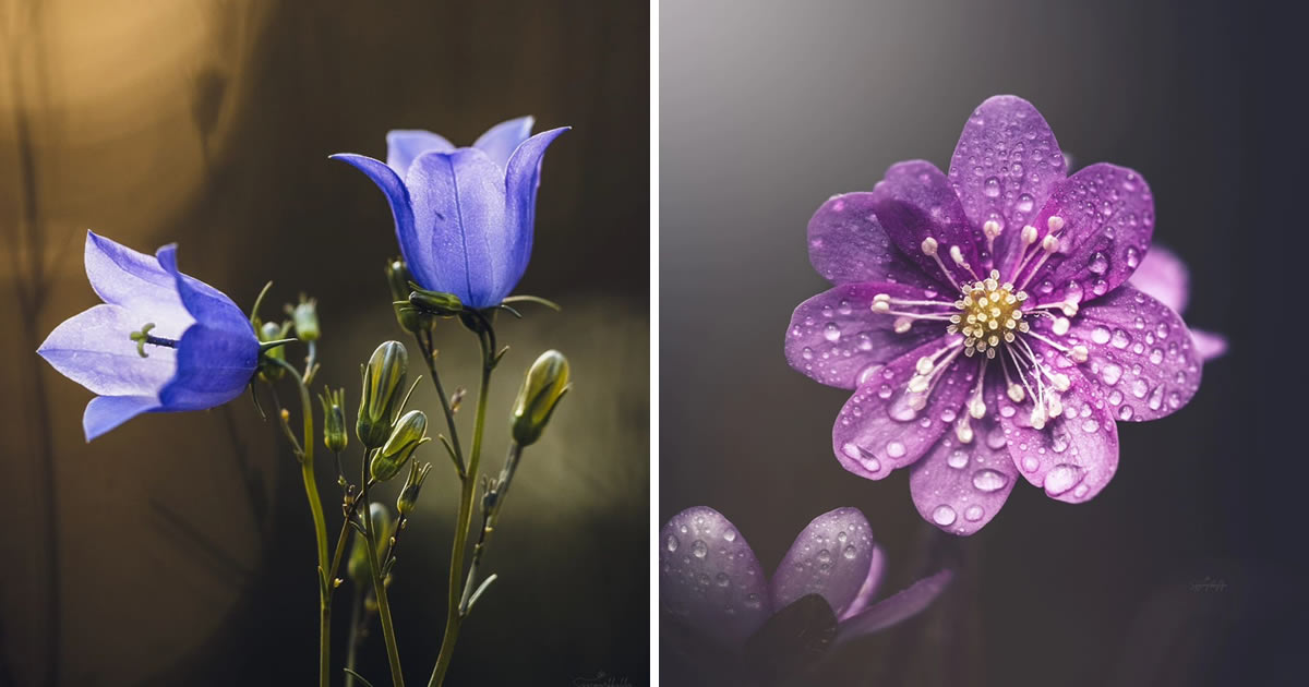 Finnish Nature Photographer Juuli Captures Beautiful Macro Photos Of Flowers