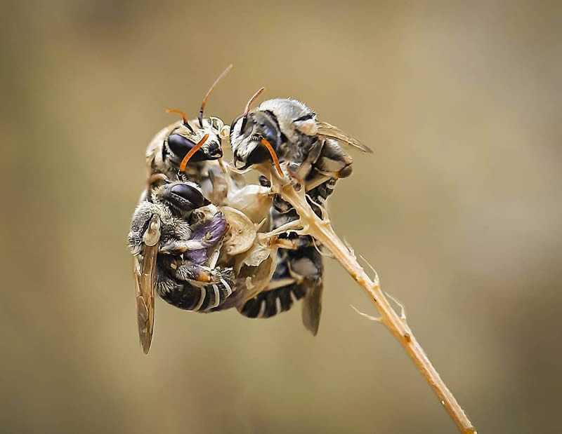 Macro Photography By Zohre Janati