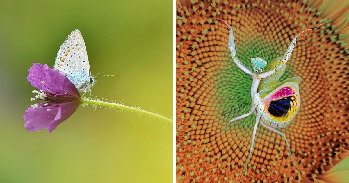 Iranian Photographer Zohre Janati Captures Mesmerizing Macro Photos Of Insects