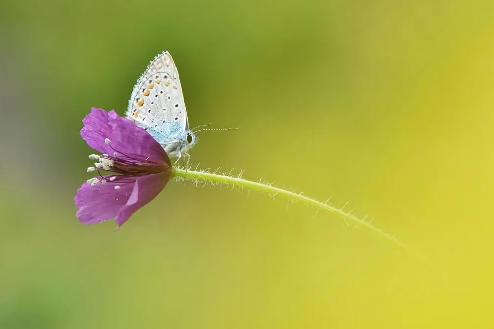 Macro Photography By Zohre Janati