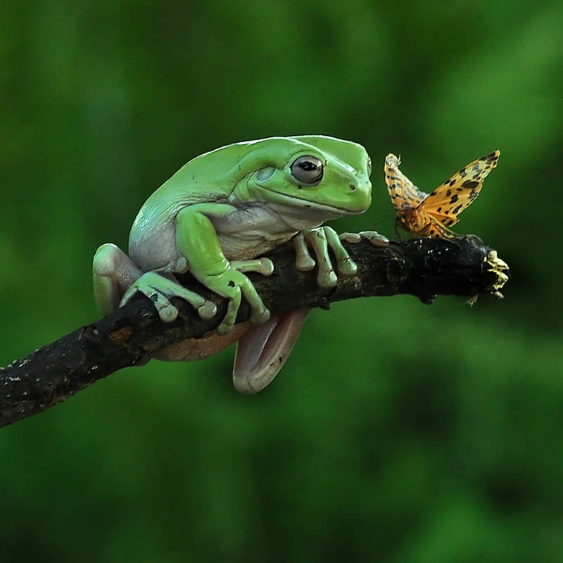 Unbelievable Macro Photos Of Frogs By Yan Hidayat