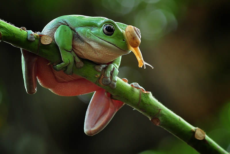 Unbelievable Macro Photos Of Frogs By Yan Hidayat