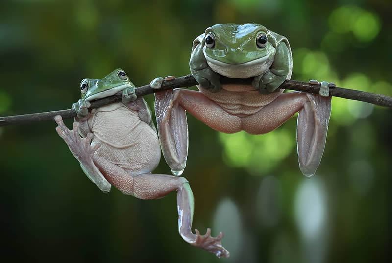 Unbelievable Macro Photos Of Frogs By Yan Hidayat