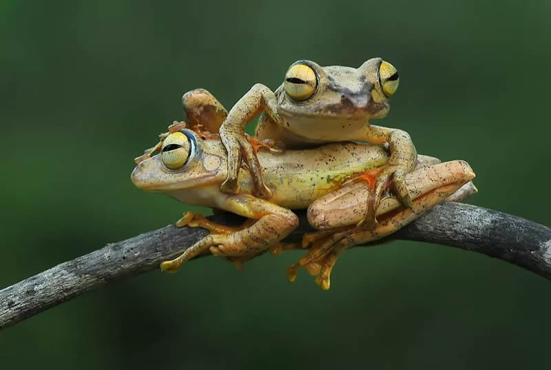 Unbelievable Macro Photos Of Frogs By Yan Hidayat