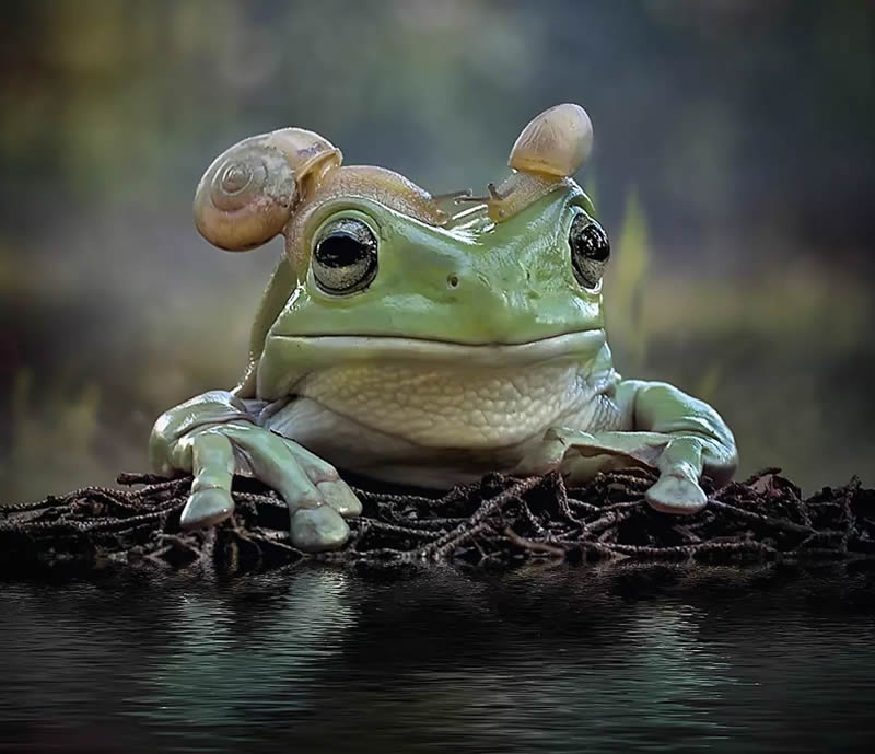 Unbelievable Macro Photos Of Frogs By Yan Hidayat