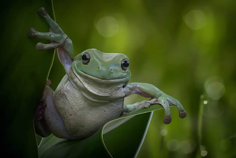 Unbelievable Macro Photos Of Frogs By Yan Hidayat