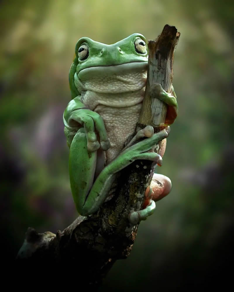 Unbelievable Macro Photos Of Frogs By Yan Hidayat