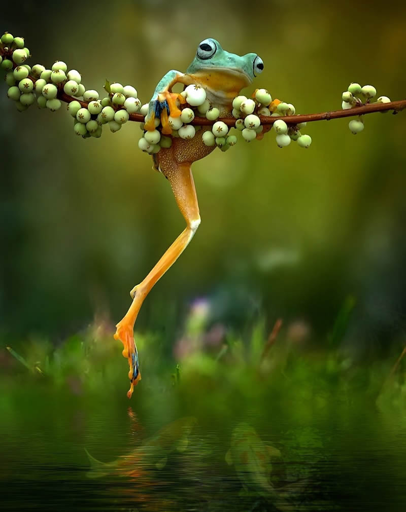 Unbelievable Macro Photos Of Frogs By Yan Hidayat