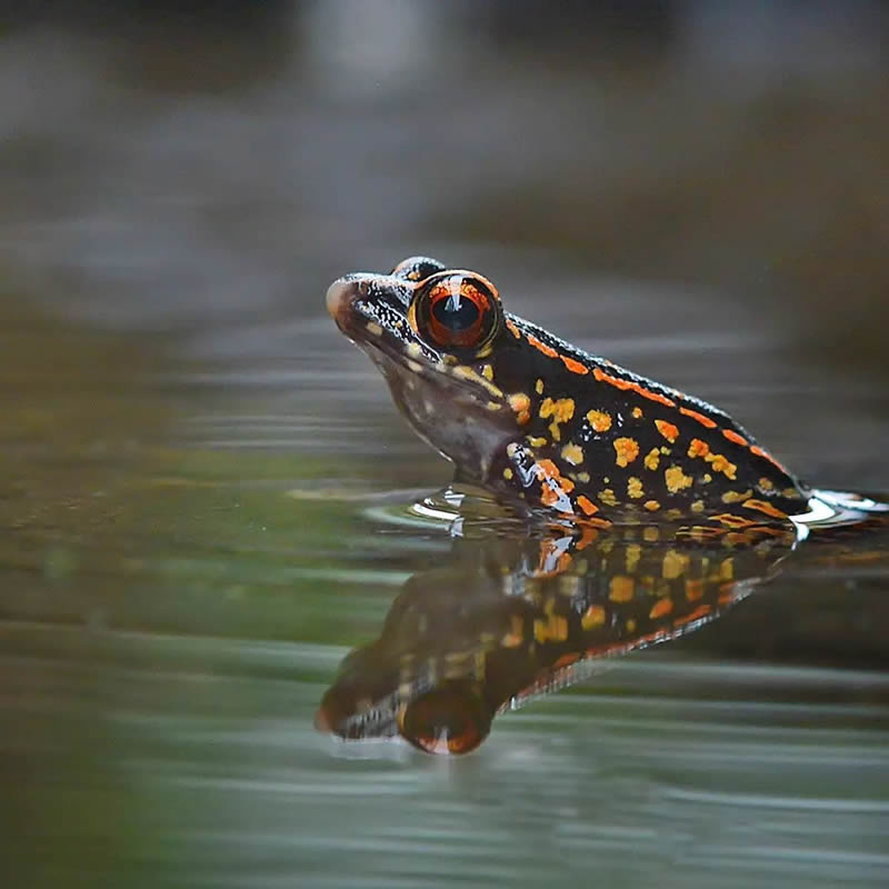 Unbelievable Macro Photos Of Frogs By Yan Hidayat