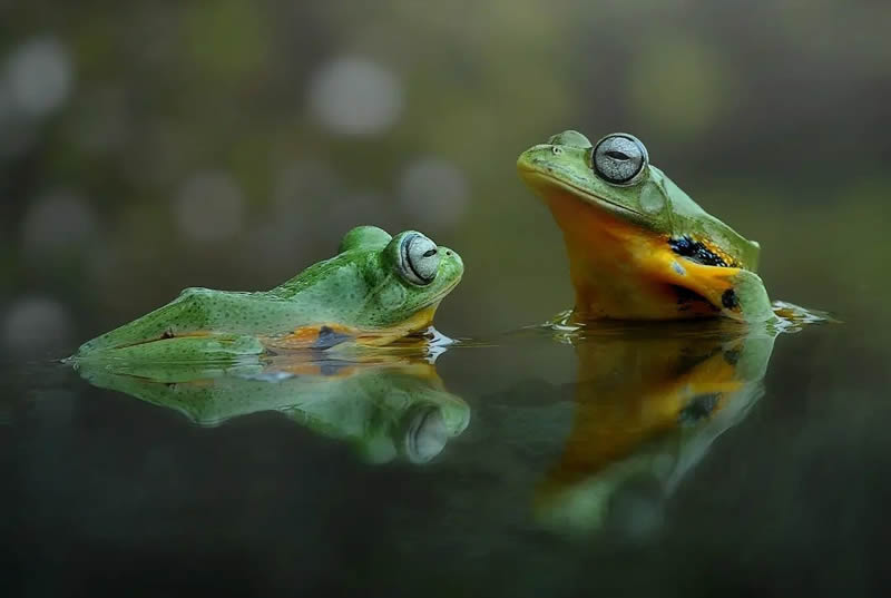 Unbelievable Macro Photos Of Frogs By Yan Hidayat