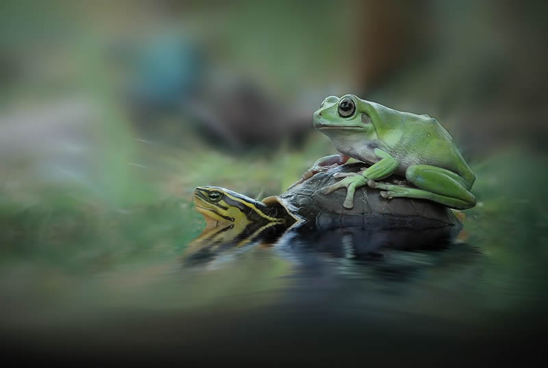 Unbelievable Macro Photos Of Frogs By Yan Hidayat