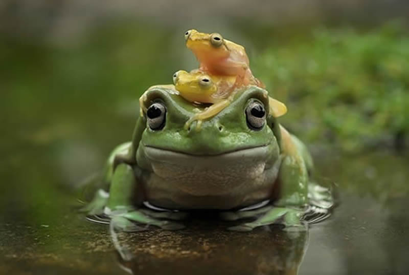 Unbelievable Macro Photos Of Frogs By Yan Hidayat