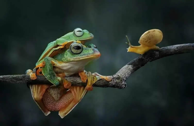 Unbelievable Macro Photos Of Frogs By Yan Hidayat