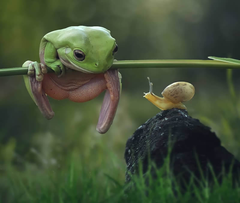 Unbelievable Macro Photos Of Frogs By Yan Hidayat