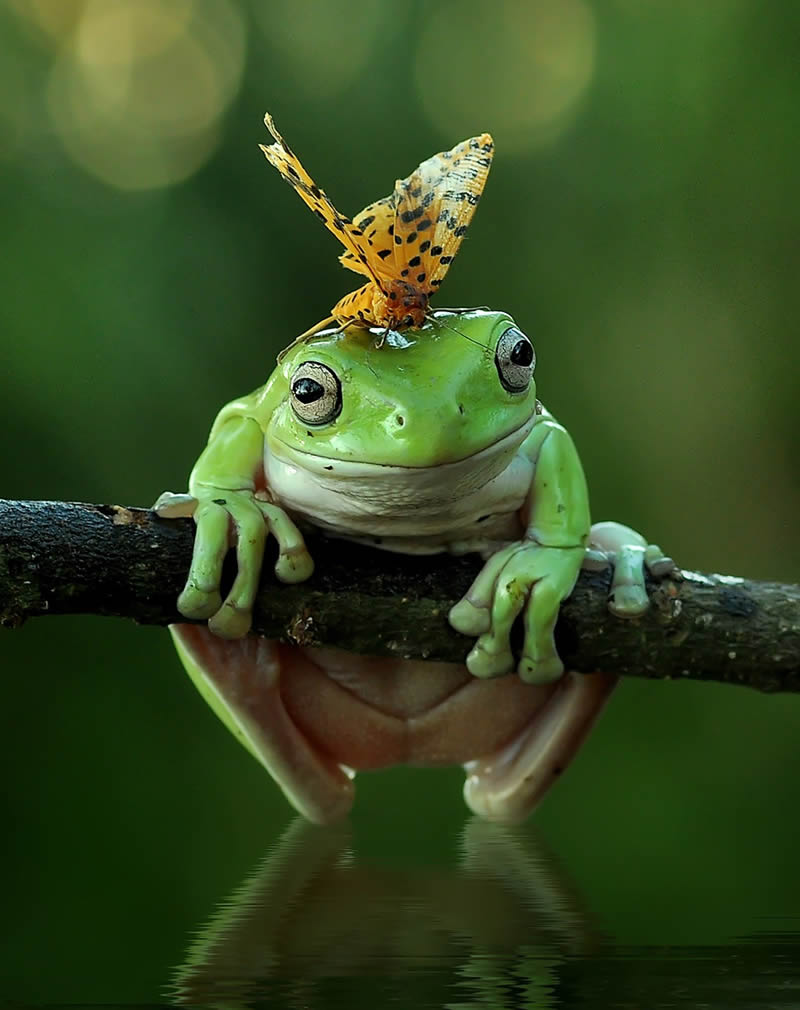 Unbelievable Macro Photos Of Frogs By Yan Hidayat