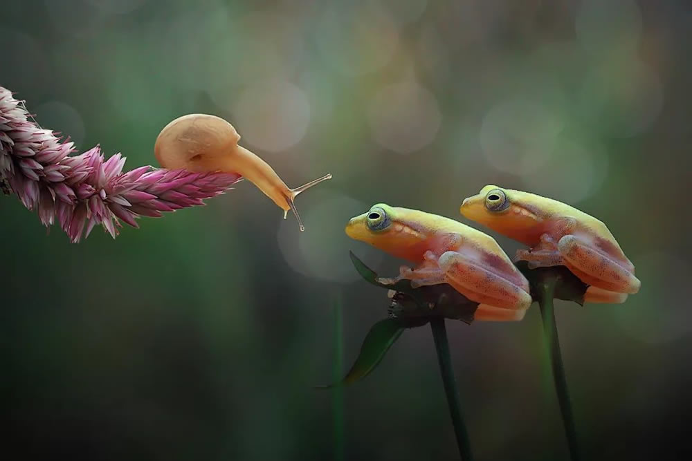Unbelievable Macro Photos Of Frogs By Yan Hidayat