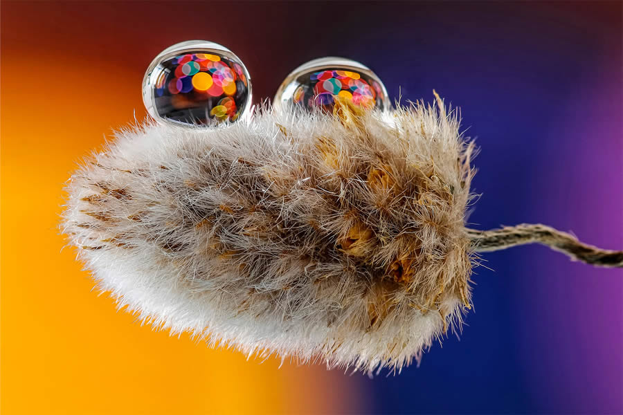 Macro Photos Of Water Drops By Antonio Pereira