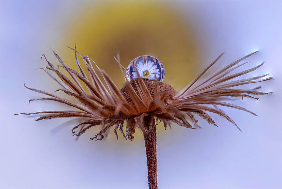 Macro Photos Of Water Drops By Antonio Pereira