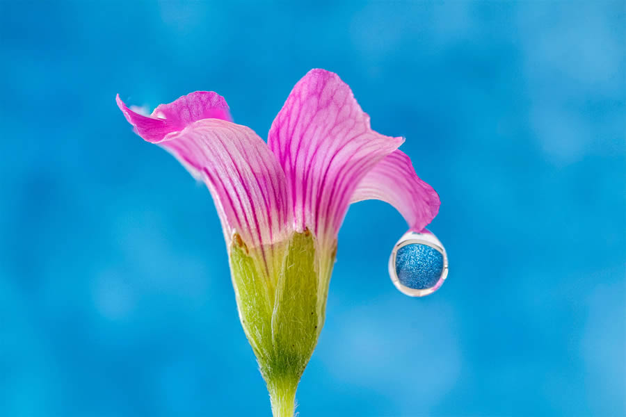 Macro Photos Of Water Drops By Antonio Pereira