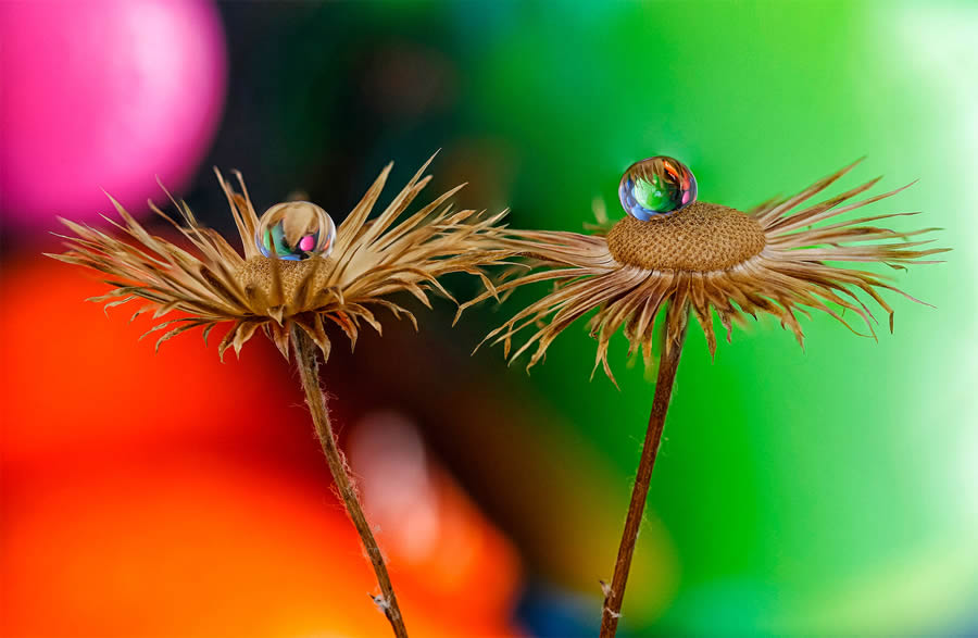 Macro Photos Of Water Drops By Antonio Pereira