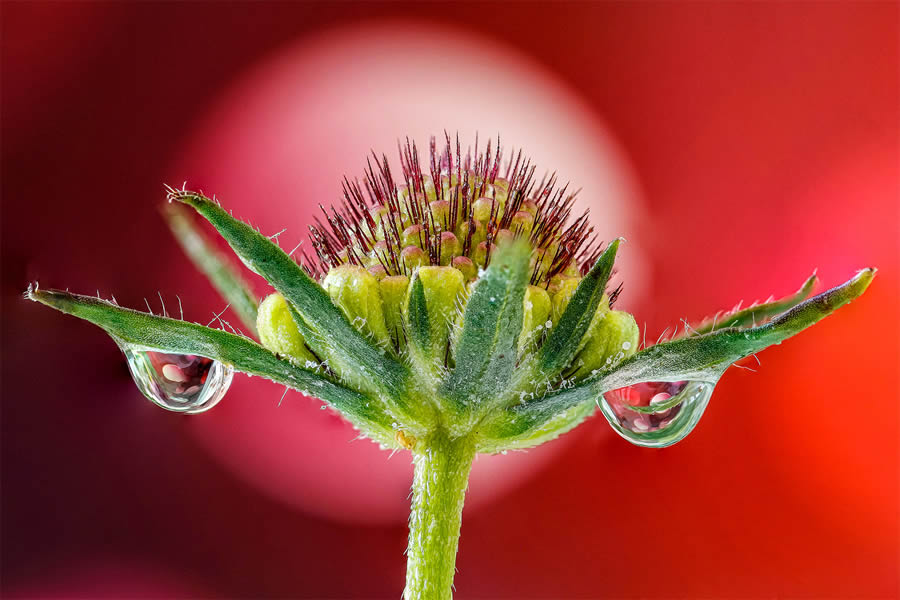 Macro Photos Of Water Drops By Antonio Pereira