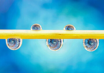 Macro Photos Of Water Drops By Antonio Pereira